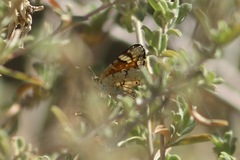 Phyciodes picta