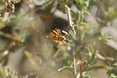 Phyciodes picta
