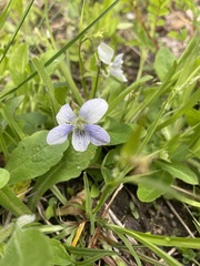 Viola sororia
