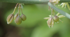 Asparagus aphyllus