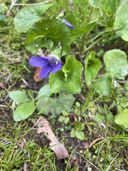 Viola sororia