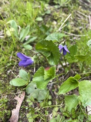 Viola sororia