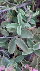 Cistus parviflorus