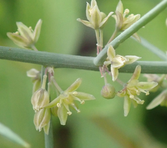 Asparagus aphyllus