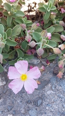 Cistus parviflorus