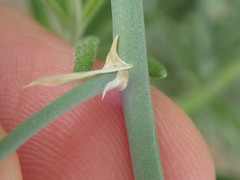 Asparagus aphyllus