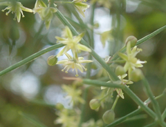 Asparagus aphyllus