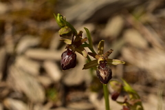 Ophrys sphegodes provincialis