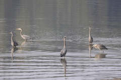 Ardea herodias fannini