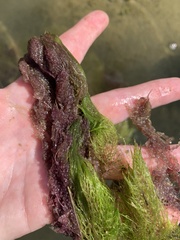 Utricularia foliosa image