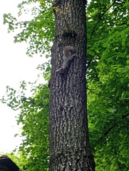 Sciurus carolinensis