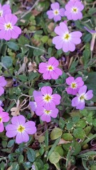 Malcolmia flexuosa