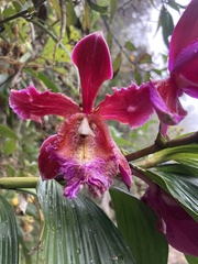 Sobralia dichotoma