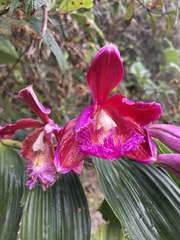 Sobralia dichotoma