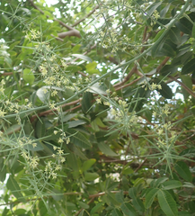 Asparagus aphyllus