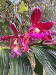 Sobralia dichotoma