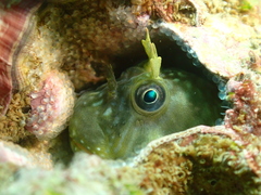 Entomacrodus striatus