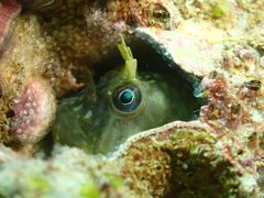 Entomacrodus striatus