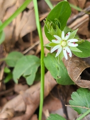 Stellaria corei
