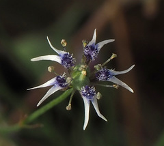 Nigella nigellastrum
