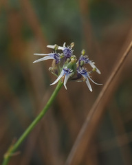 Nigella nigellastrum
