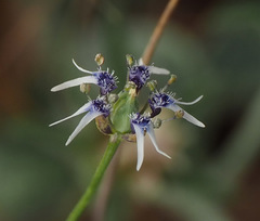 Nigella nigellastrum