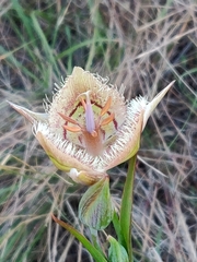Calochortus tiburonensis
