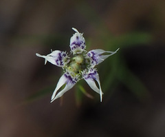 Nigella nigellastrum