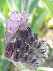 Symphytum officinale