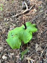 Trillium angustipetalum