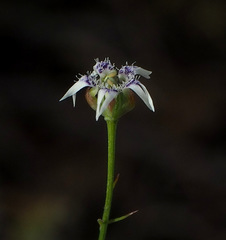 Nigella nigellastrum