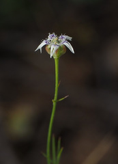 Nigella nigellastrum