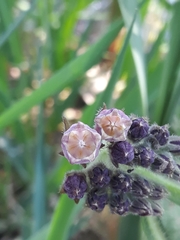 Symphytum officinale