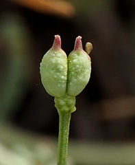 Nigella nigellastrum