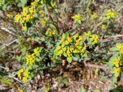 Euphorbia flavicoma