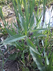 Symphytum officinale