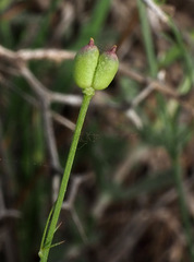 Nigella nigellastrum