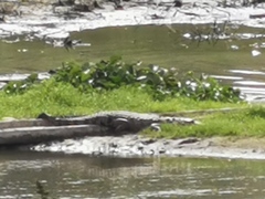 Crocodylus moreletii