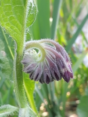Symphytum officinale