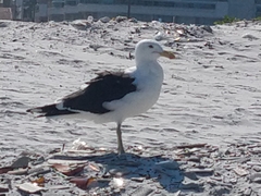 Larus dominicanus