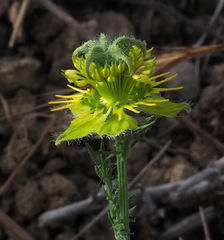 Nigella ciliaris