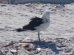 Larus dominicanus