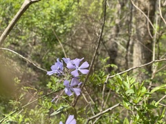 Phlox divaricata divaricata