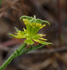 Nigella ciliaris