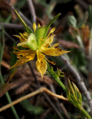 Nigella ciliaris