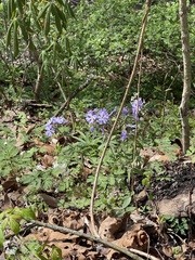 Phlox divaricata divaricata