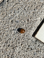 Harmonia axyridis