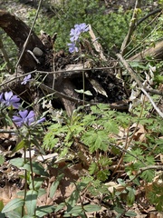 Phlox divaricata divaricata