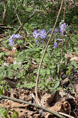 Phlox divaricata divaricata