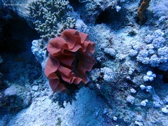 Hexabranchus sanguineus